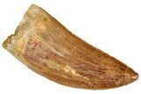 Serrated, Carcharodontosaurus Tooth - Real Dinosaur Tooth #241373-1